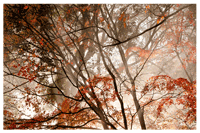 森田療法について