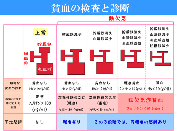 フェリチンについて
