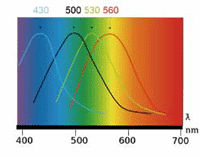オリゴスキャン
